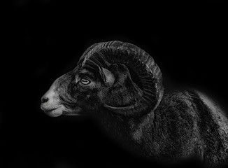 close up ram isolated on black background