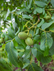 Nut tree on the branches of which grow young green nuts.
