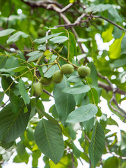 Fototapeta premium Nut tree on the branches of which grow young green nuts.