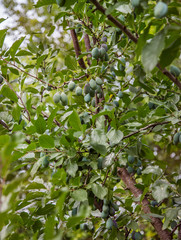 Young green fruits plums hang on a tree branch.