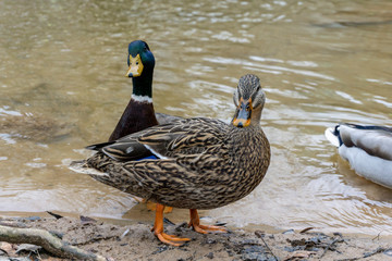 Mallard Duck