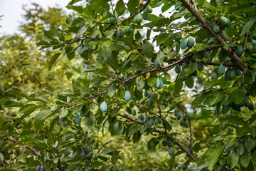 Young green fruits plums hang on a tree branch.