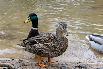 Mallard Duck