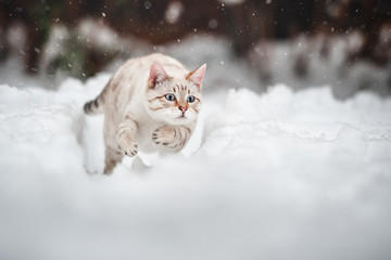 White Bengal in Snow