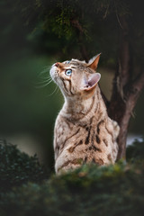 White Bengal on Tree