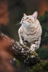 White Bengal on Tree