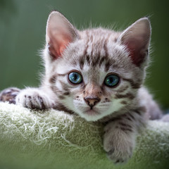 Snow Bengal Kitten © Andreas Krappweis