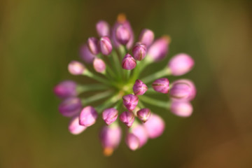 ヤマラッキョウの花