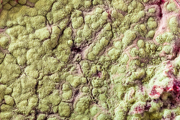 Mold on food Fruit Magnification. Natural mold background with macro, shades of green mold