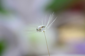 Water drop macro on dandelion seed