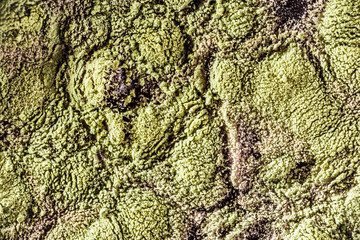 Mold on food Fruit Magnification. Natural mold background with macro, shades of green mold