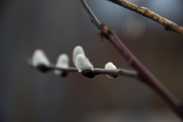 Budding willow in early spring