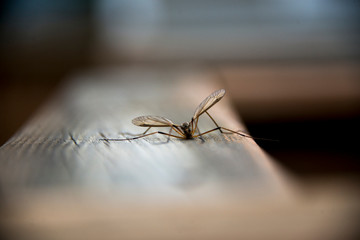Tipulidae on piece of wood, blurred background