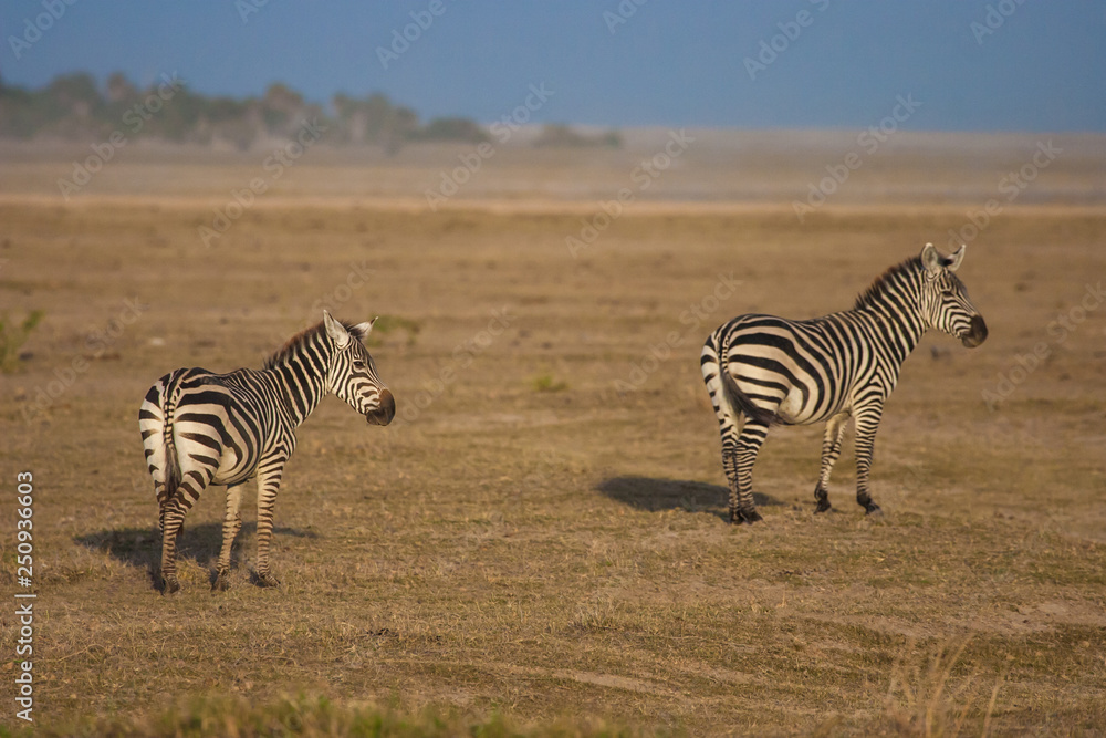 Wall mural Kenya. Africa. Zebras. Travel to Africa. Animals Kenya. Safari. Day in the Savanna. A pair of zebras. African animals.