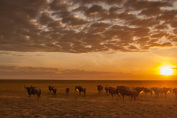 Kenya. Africa. Wildebeests. Travel to Africa. Animals Kenya. Safari. Sunset in Savanna. Herd of wildebeests. Wild animals.