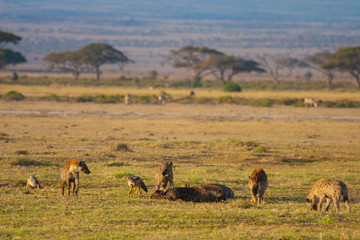 Fototapeta na wymiar Kenya. Africa. Hyenas. Travel to Africa. Animals Kenya. Safari. Early morning in Savanna. Hyenas eat prey. African animals.