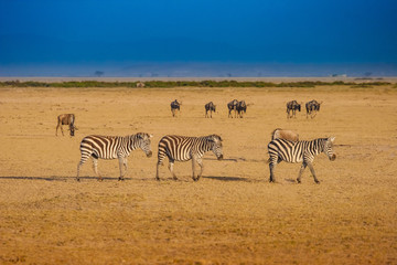 Fototapeta na wymiar Kenya. Zebras and antelopes. Journey to Africa. Kenya Animals. Safari. Savanna early morning. Animals graze on the African prairie. Exotic animals.