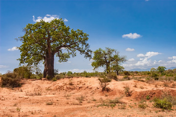 Kenya. Africa. Baobabs in the savannah. African baobabs. Savanna trees. Landscapes of Kenya. Travel...
