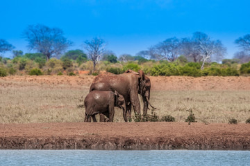 Fototapeta na wymiar Kenya. Africa. African elephants. Elephant with a calf at the watering place. Sunny day in the savannah. Animals of Kenya. Safari in Africa.