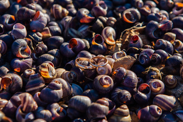 Two wedding rings on the sea snails shells background