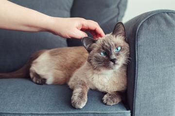 Beautiful colorpoint blue-eyed cat lying on couch sofa. Owner petting touching fluffy hairy domestic pet with blue eyes. Cute adorable feline kitten is stroked by man hand. Person eases stress