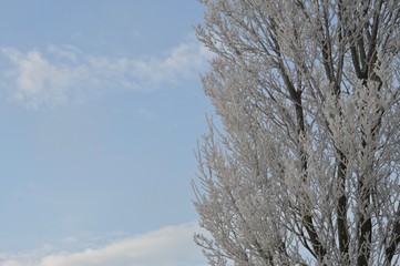 tree in winter
