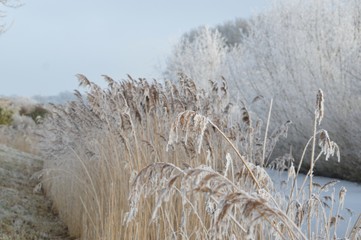 frost on the grass and plants 