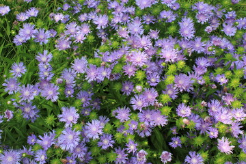 purple flowers in the garden
