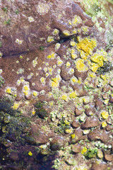 Obraz na płótnie Canvas lichen on a rock