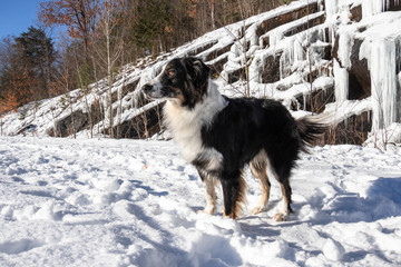 Australian Shepherd in the snow