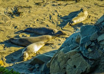 Pacific Ocean Coast sea lion
