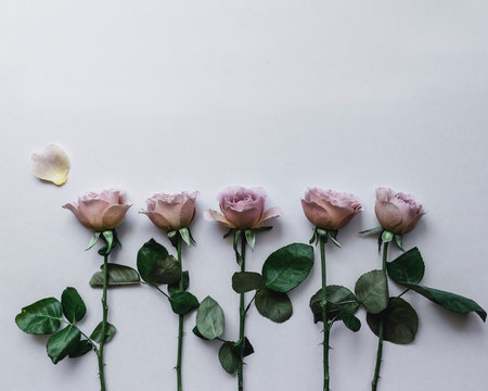 Studio shot of pale pink roses 