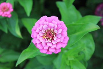 Pink Zinnea