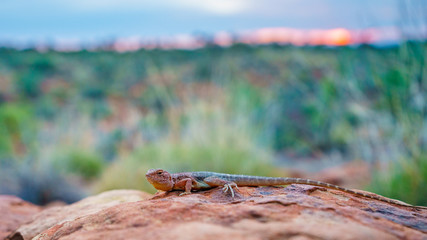 lizard in the sunset of kings canyon, northern territory, australia 2