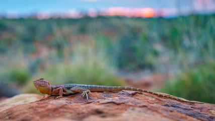 lizard in the sunset of kings canyon, northern territory, australia 4