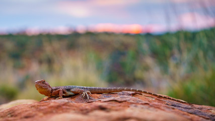 Fototapeta premium lizard in the sunset of kings canyon, northern territory, australia 6