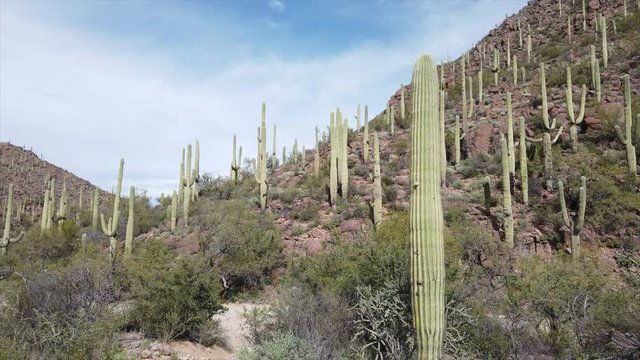 Saguaro rocky hillside pan