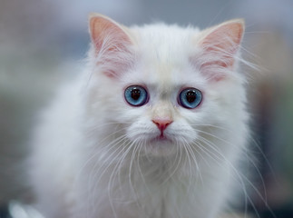 Naklejka na ściany i meble gently white Scottish Fold Longhair cat with straight ears and blue eyes close-up portrait on blurred background 