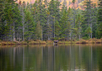 Young Male Moose on bank of sandy pond, Baxter State Park Maine.  