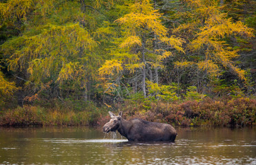 Female Adult Moose wading in sandy pond, Baxter State Park Maine.  