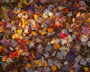 Fall leaves on forrest floor in Acadia National Park Maine USA