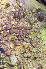 lichen on a rock