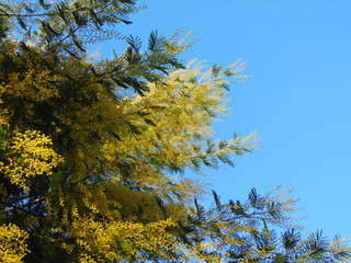 Tree branch mimosa in early spring during flowering.Mimosa flowers (Acacia dealbata) growing and bloom against the blue sky, natural background.