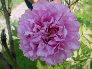 Fototapeta premium pink flower in the garden