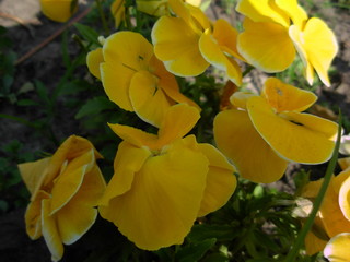yellow flowers