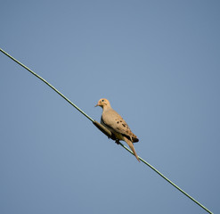 Single Mourning Dove on a Wire