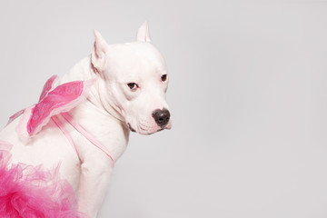 Portrait of white staffordshire bull terrier wearing butterfly wings and pink tutu dress sitting in...