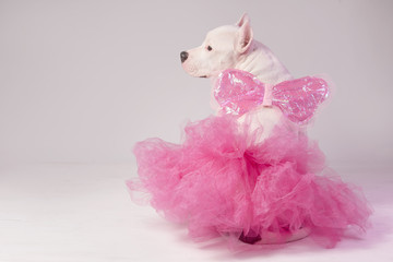 Portrait of white staffordshire bull terrier wearing butterfly wings and pink tutu dress sitting in front of white background. View from the back. Party, dancing, ballet concept.