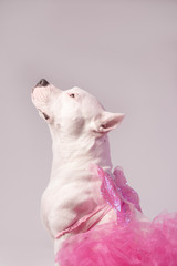 White staffordshire bull terrier wearing butterfly wings and pink tutu dress sitting in front of white background. Dog is looking up. Copy space