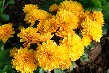 Nature flower background, Yellow daisy flowers blossoming in spring, top view, flat lay